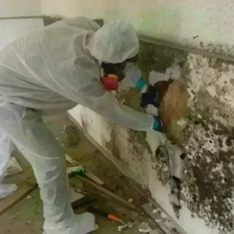 Mold Remediation and Removal in Garden City Park, NY